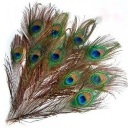 Plumas de pavo real para disfraz